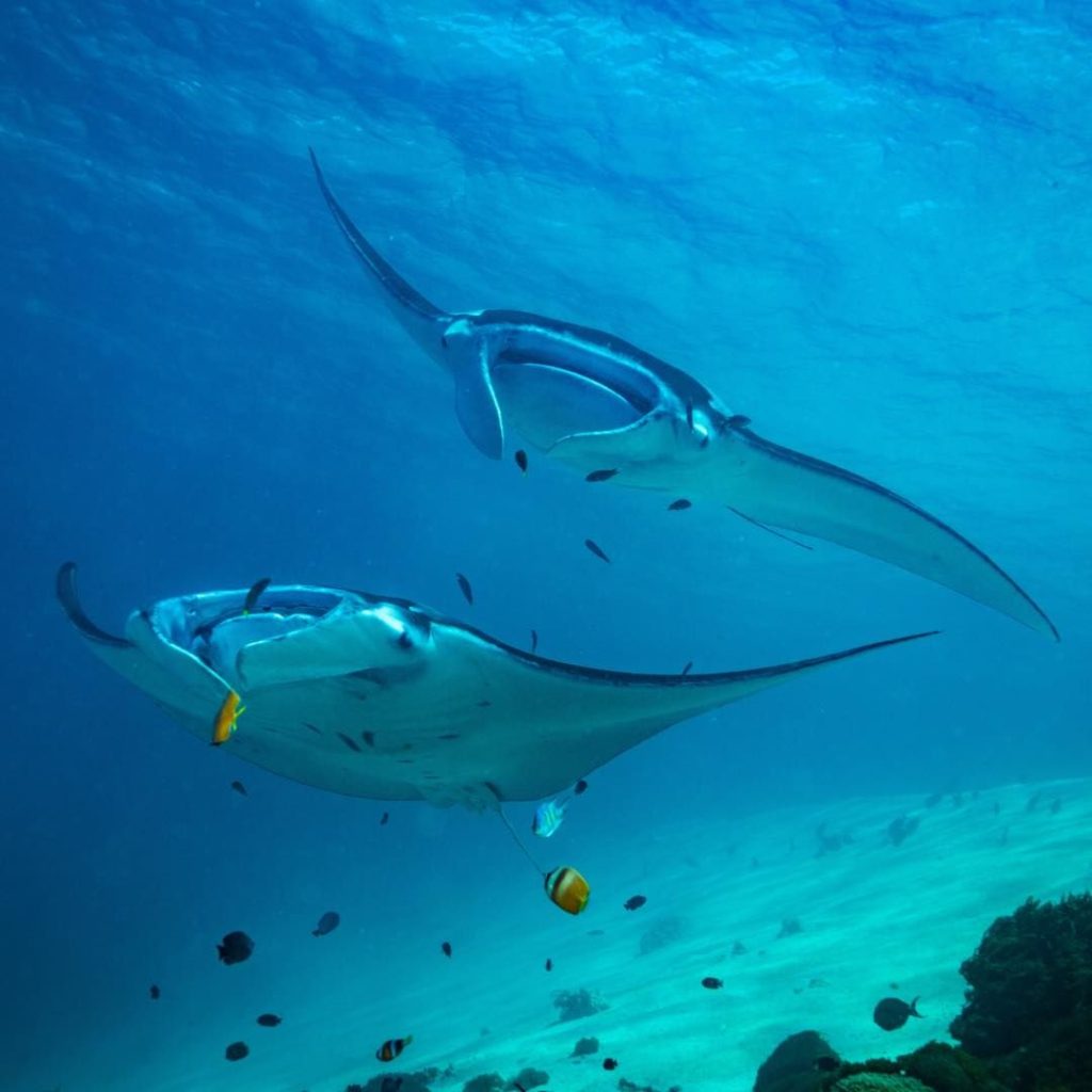 Manta ray on komodo diving liveaboard