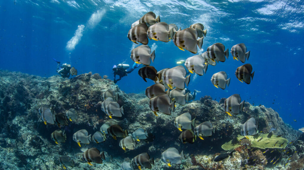 Komodo Diving