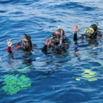 Diving courses in Komodo